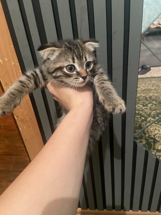 Отдам котенка девочка