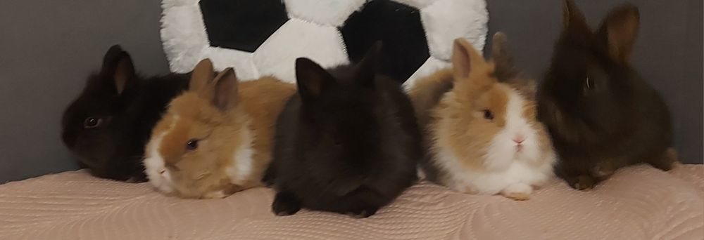 Iepuri pitici cap de leu