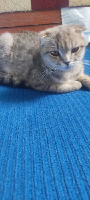 Скоттиш фолд сотилади