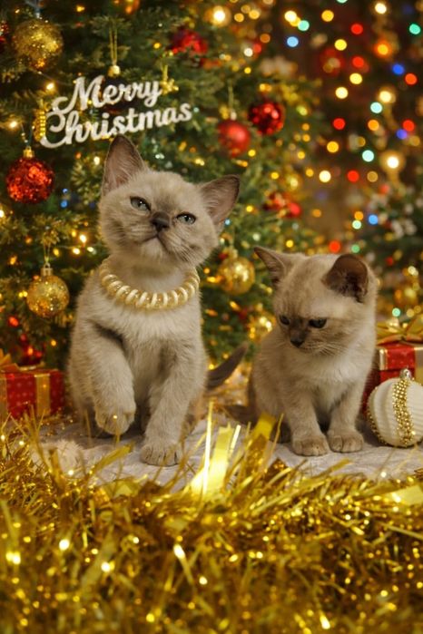 Европейская бурма