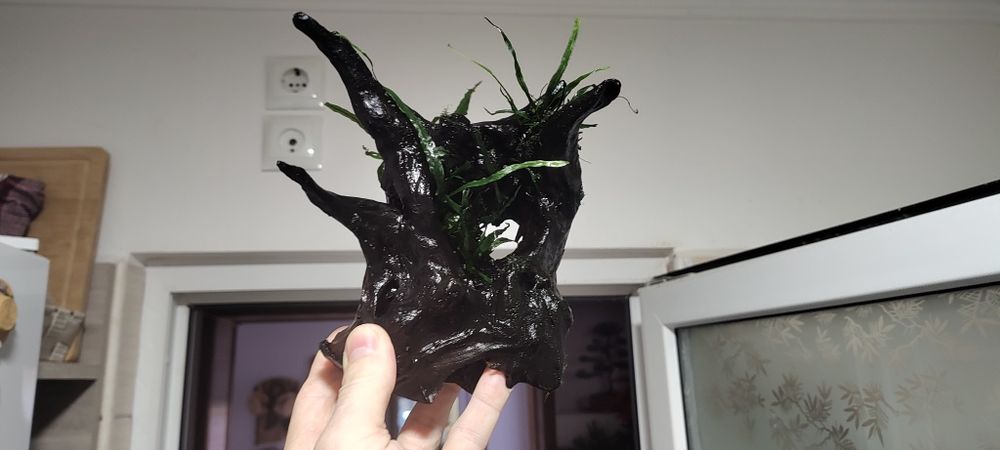 Două cioate lemn natural pentru acvariu în Ploiești