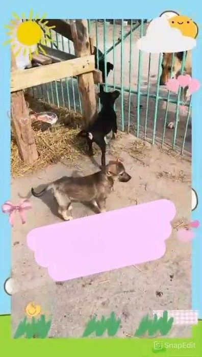 Щенкам нужен дом!