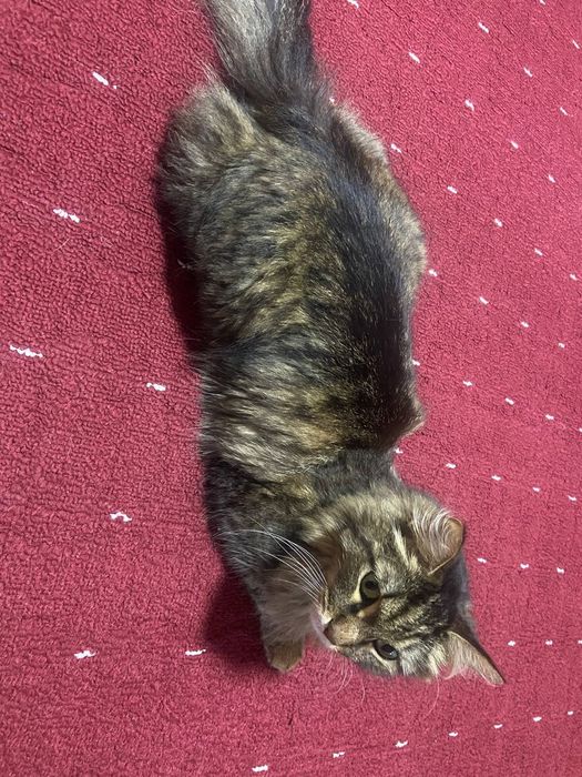 Умный Котик ищет дом
