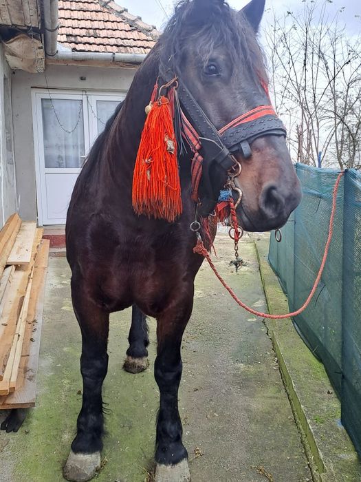 Iapa de vâzare iapa frumosa