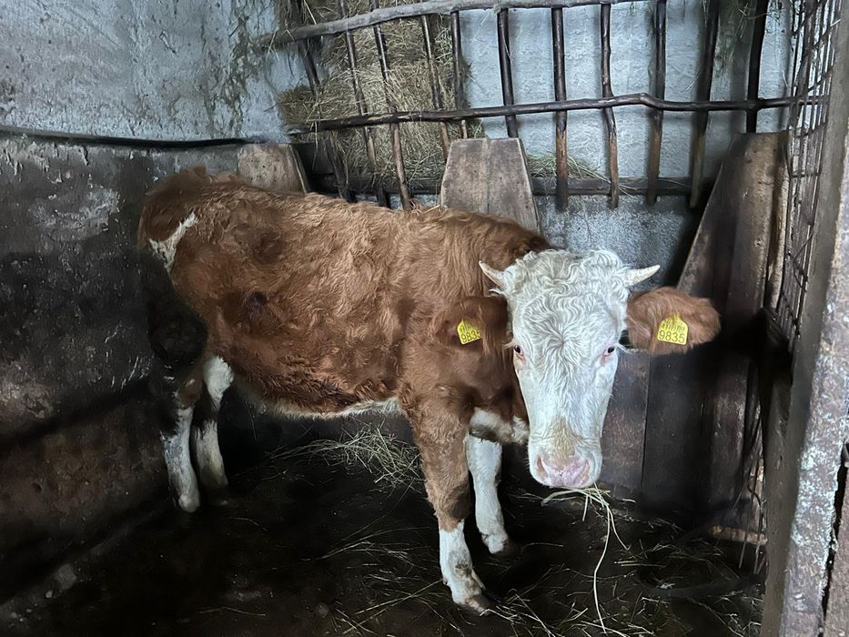 Junincă bălțată romanească