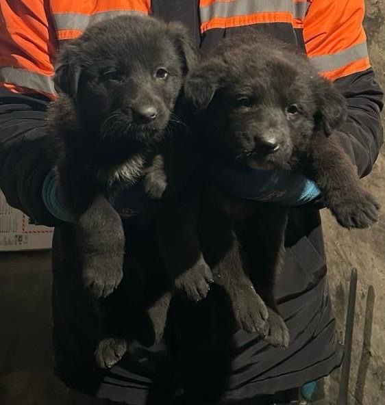 Отдам дар от щенков