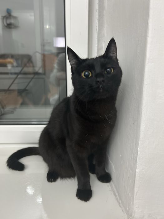 Отдам бесплатно кота