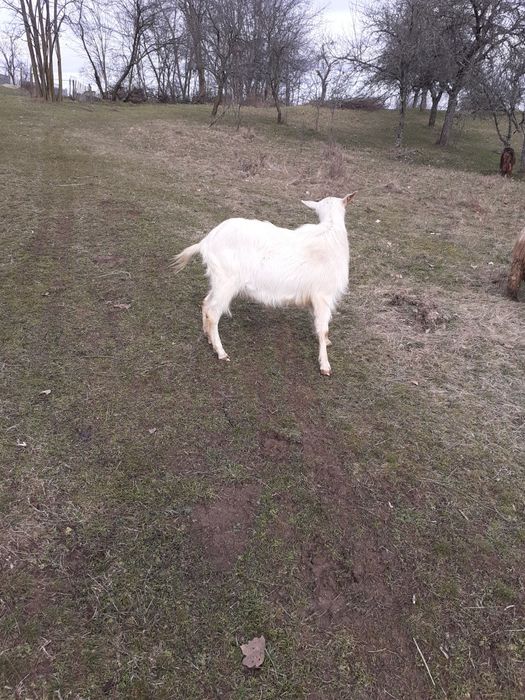 Vând un țap din rasa saanen