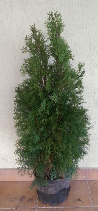 Vand tuia smaragd de-120 -125 cm