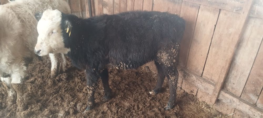 Бұзау сатылады.Бычок