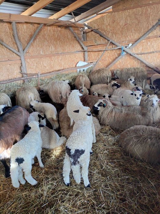 Oi cu miei de vânzare