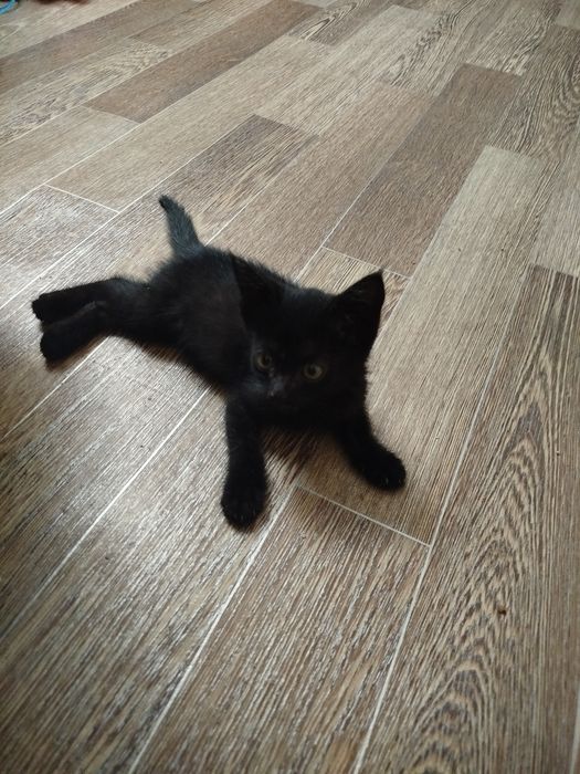 Отдаем котенка в добрые руки