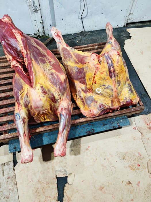 Мясо говядины конины