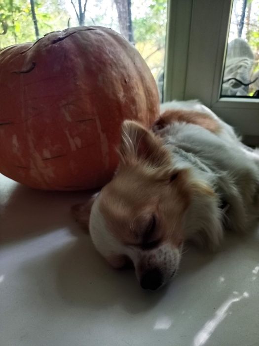 Чихуахуа кобель продам