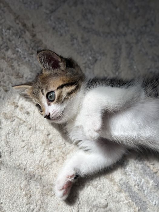 Продам смешанную котейку