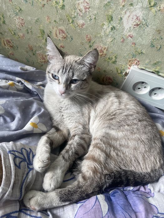 Отдам в добрве руки кошку девочка