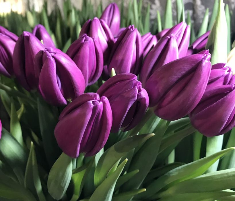 Тюльпаны предзаказ на 8 марта