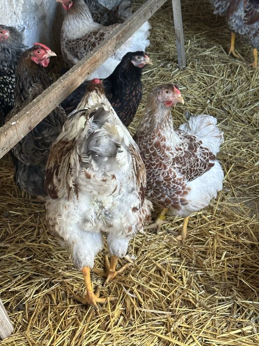 Pui rasa australorp albastru si wiandotte