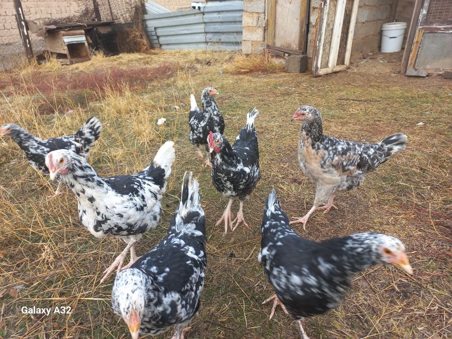 Тауытар сатылады