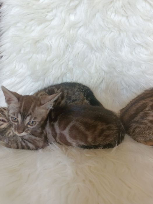 Продаюся котята бенгальской породы.девочки