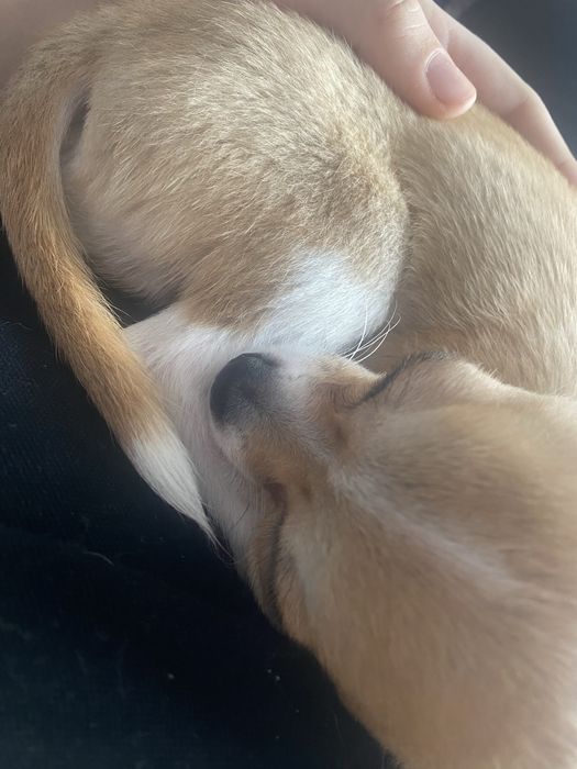 Чихуахуа мальчик