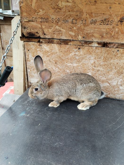 Vând iepuri uriaș german de 3luni  numai masculi.