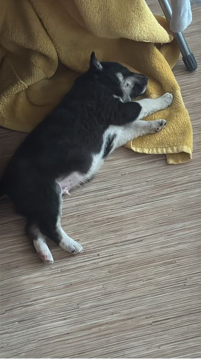 Срочно ищем дом малышу