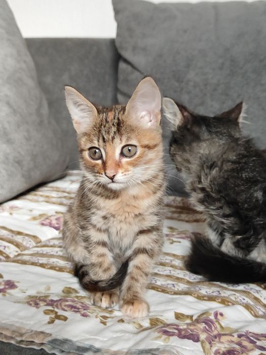 Отдам котята бауырластар 2