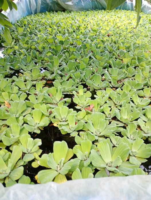 Salata de Nil -pistia, zambile amazoniene, plante de apa plutitoare.