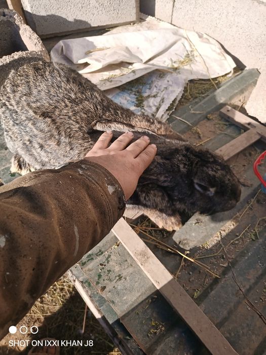 Продам кролика фландер самец