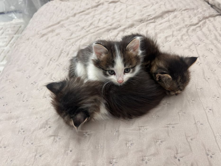Котята в добрые руки