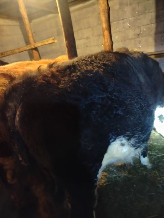 Продам бычков с откорма.