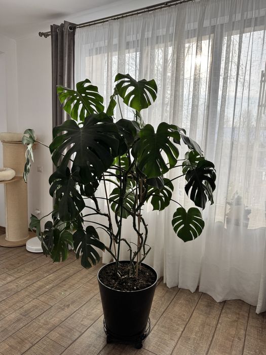 Planta interios Monstera
