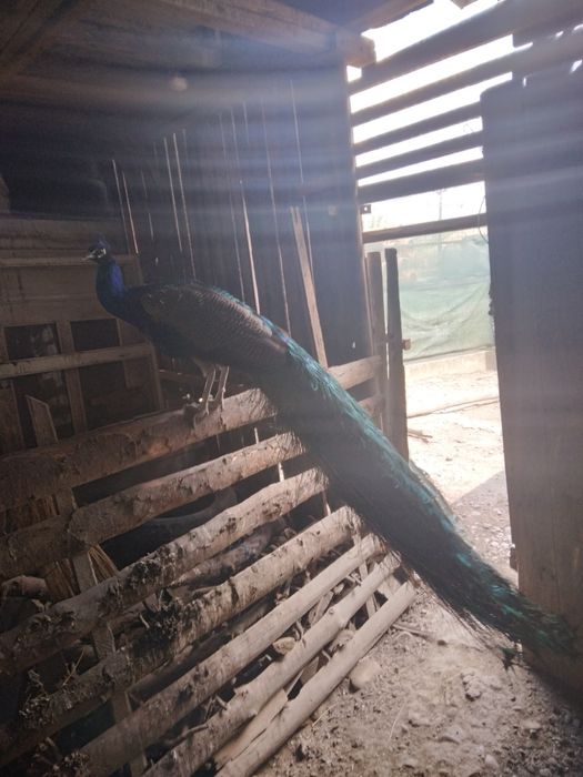 Pauni comuni și cu umăr negru maturi