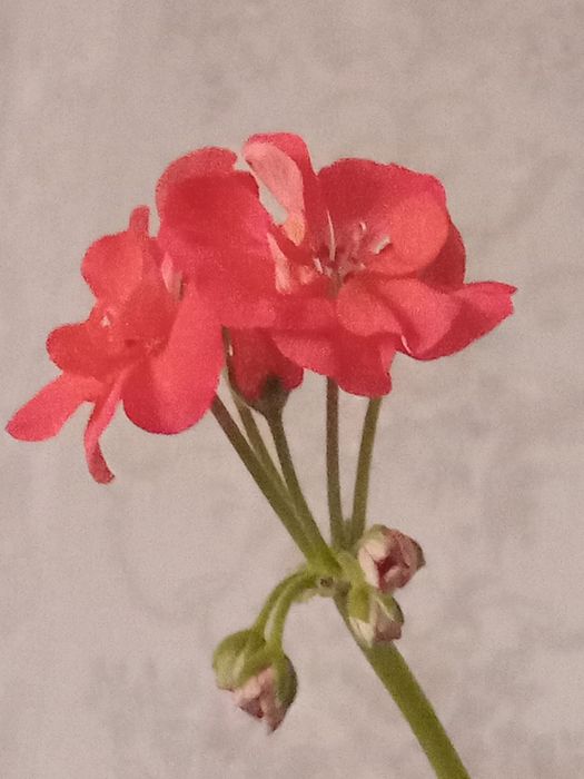 Герань за 1000т .