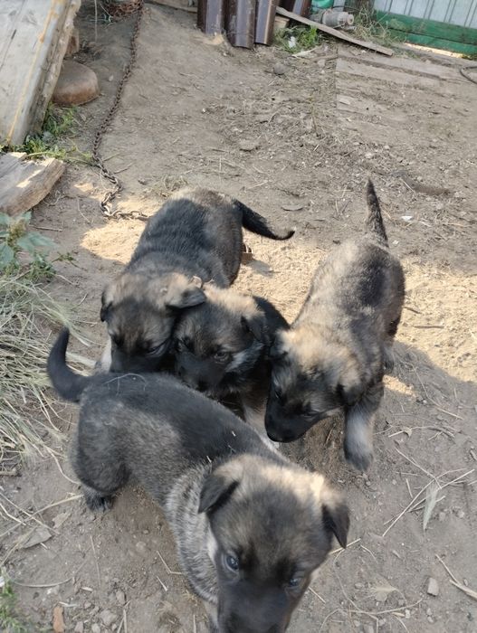 Продам щенков ВЕО