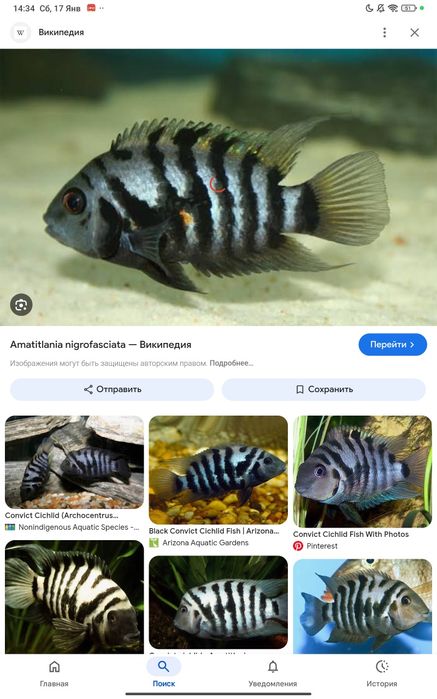 Цихлазомы цихлиды