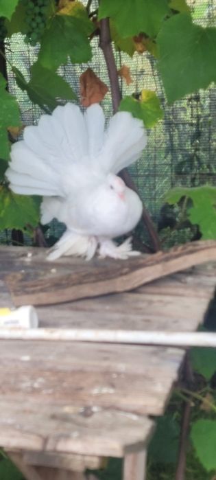 Vind sau schimbPorumbei rotați King texani