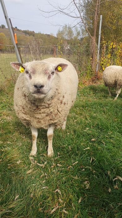 Berbec texel de origine