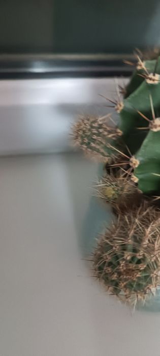 Продаю два вида кактусят