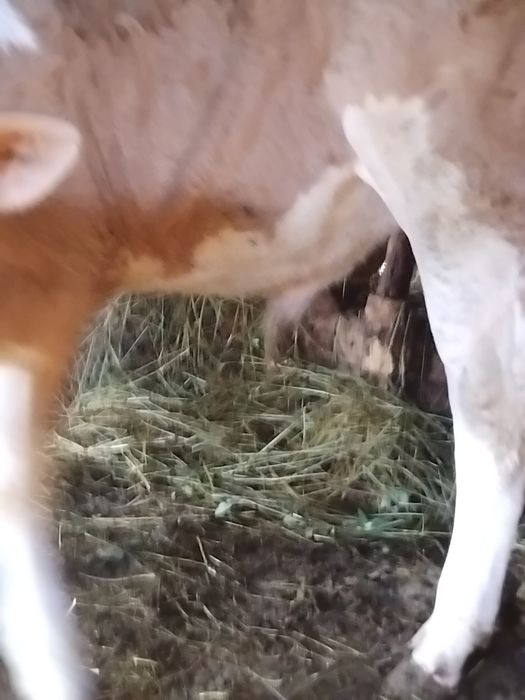 Se vinde vițel balțată românească de patru luni înțărcat mănâncă fin și făină amestec cu tărâțe.