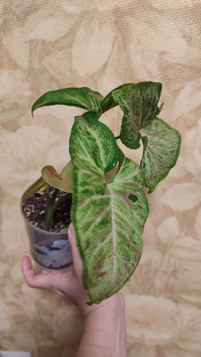 Сингониум КонфеттиТриколор