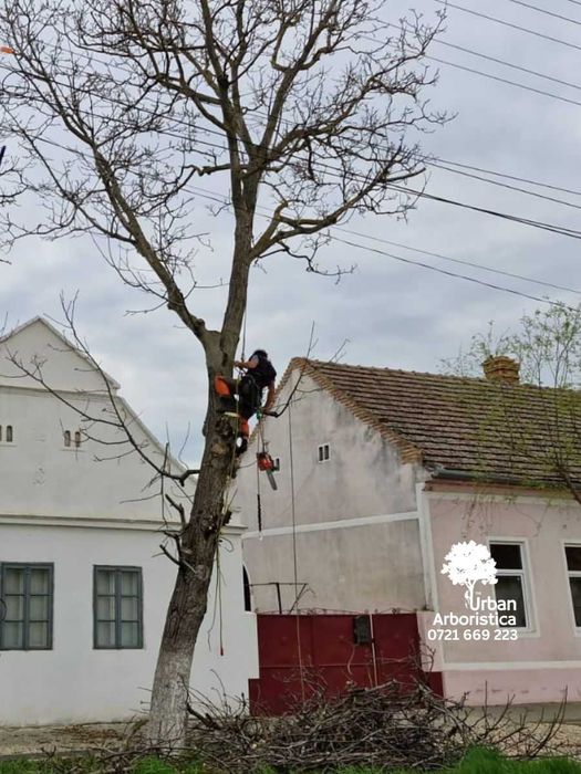 Sibiu Doborare Taiere Defrisare  - Copaci Arbori Taiat Pomi Transport
