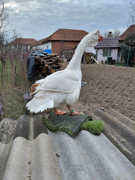 Vând un gâscan holmogor original