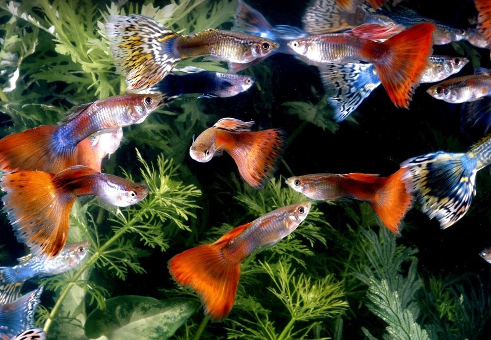 Гуппи породистые от 10шт