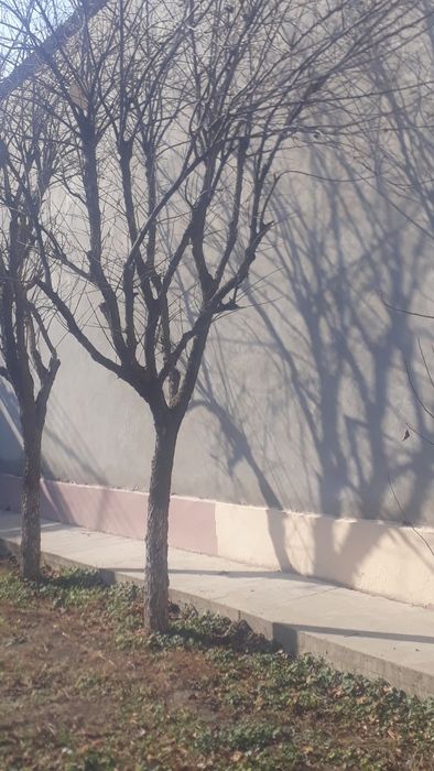 Деревья Один камаз