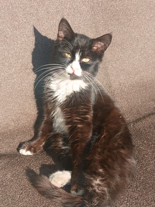 Отдадим в хорошие и добрые руки!