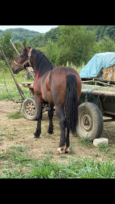 Vand manaz de armasar de un an si doua luni din cai greu