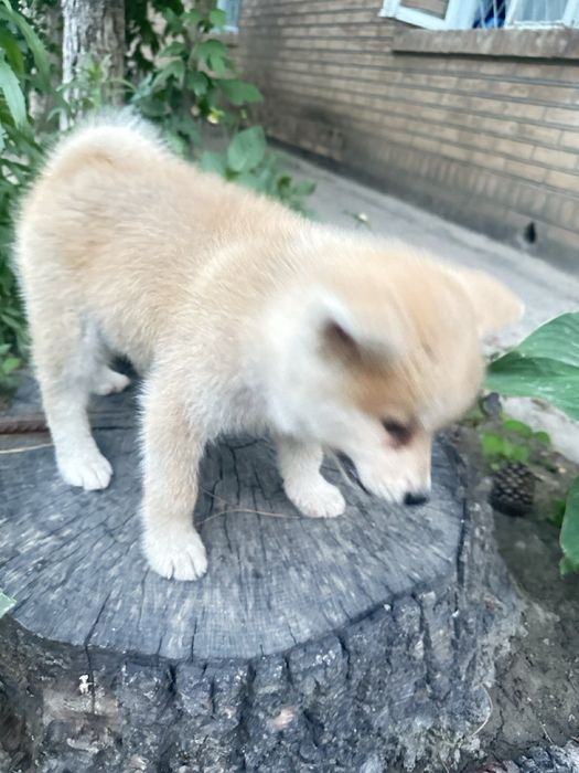 Японская Акита Ину- хатико