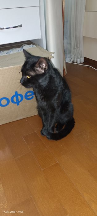 Отдам котика в добрые руки